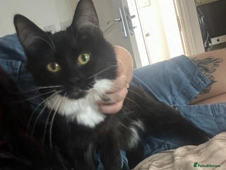 Mixed Breed cats Female semi coat black and white - Advert 1