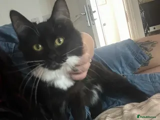 Mixed Breed cats Urgent rehome - Advert 16