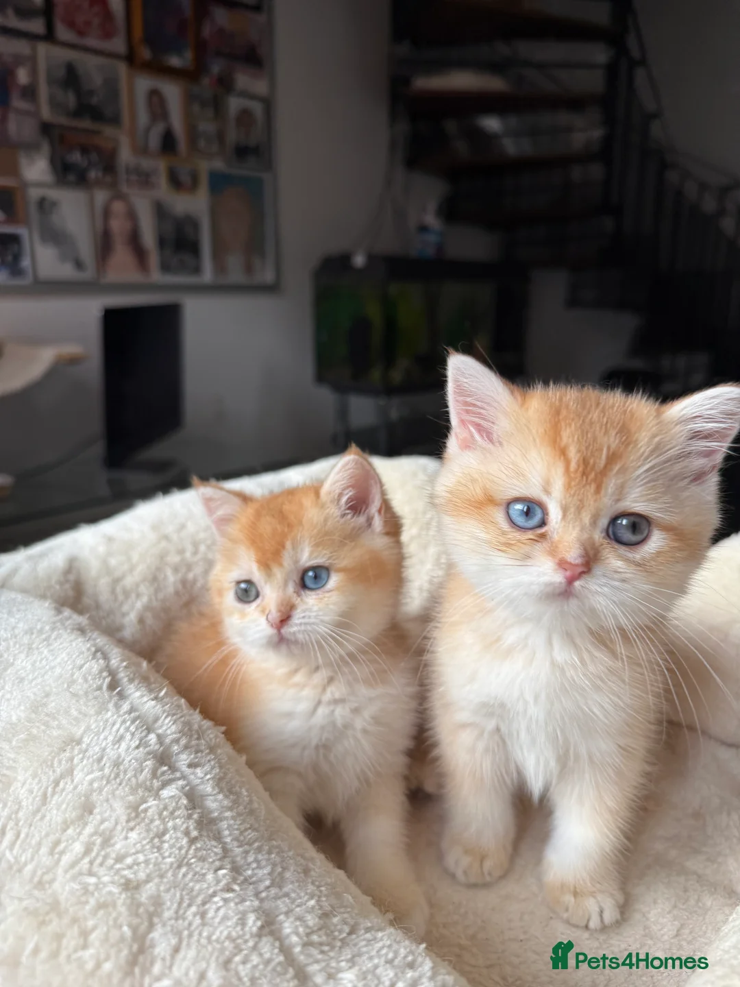 British Shorthair cats for sale: GCCF reg BSH Last Black Golden Female Kitten - Advert 18