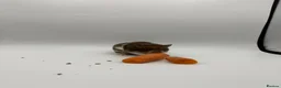 Hamster rodents for sale: Pedigree Syrian hamster pups  - Advert 8