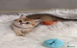 Scottish Fold cats for sale: 📣PEDIGREE SCOTTISH KITTEN(reg.)🐱  - Image 8