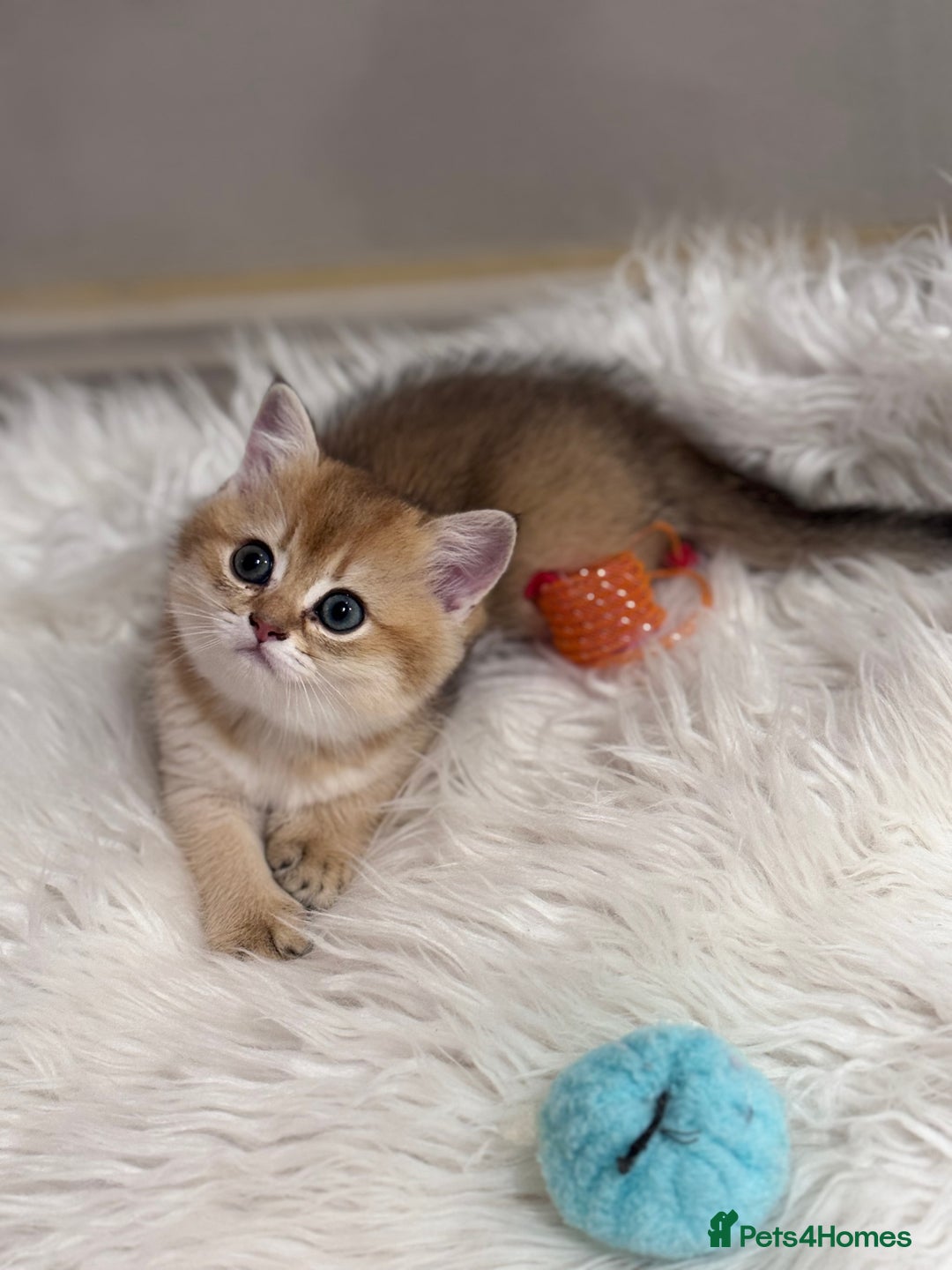 Scottish Fold cats for sale: 📣PEDIGREE SCOTTISH KITTEN(reg.)🐱  - Image 8
