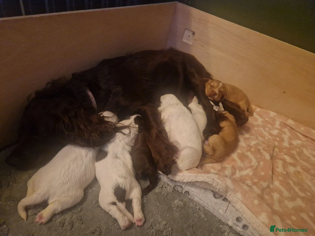 Mixed Breed dogs for sale: Cocker Spaniel Puppies - Advert 10