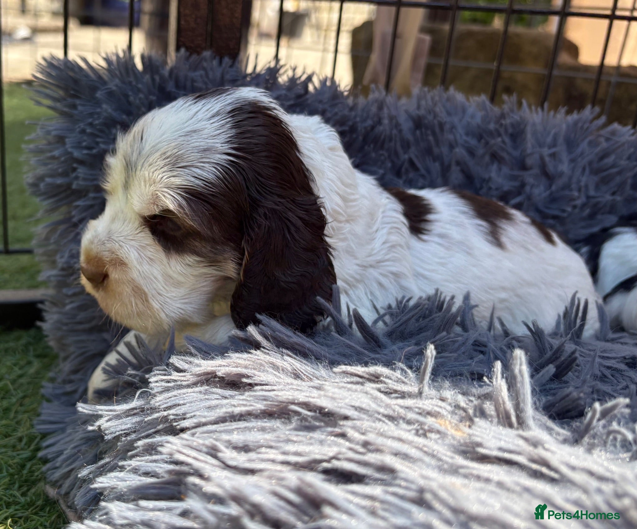 Cocker Spaniel dogs Quality KC babies - extensive health tests clear - Advert 2