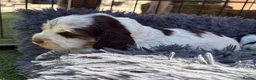 Cocker Spaniel dogs for sale: Quality KC babies - extensive health tests clear - Advert 8
