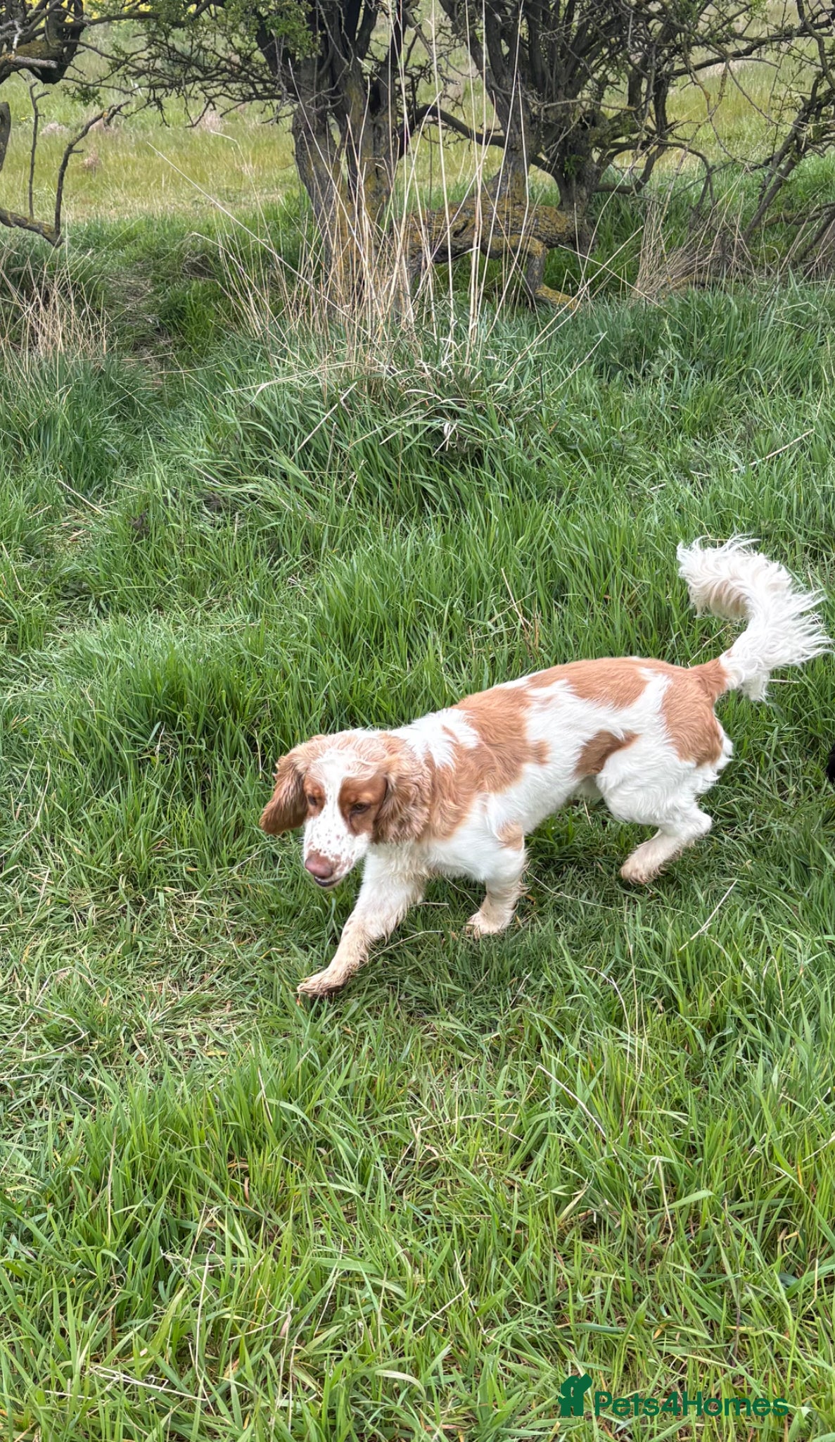 Cocker Spaniel dogs Orange and white cocker dog 2yr - Advert 1