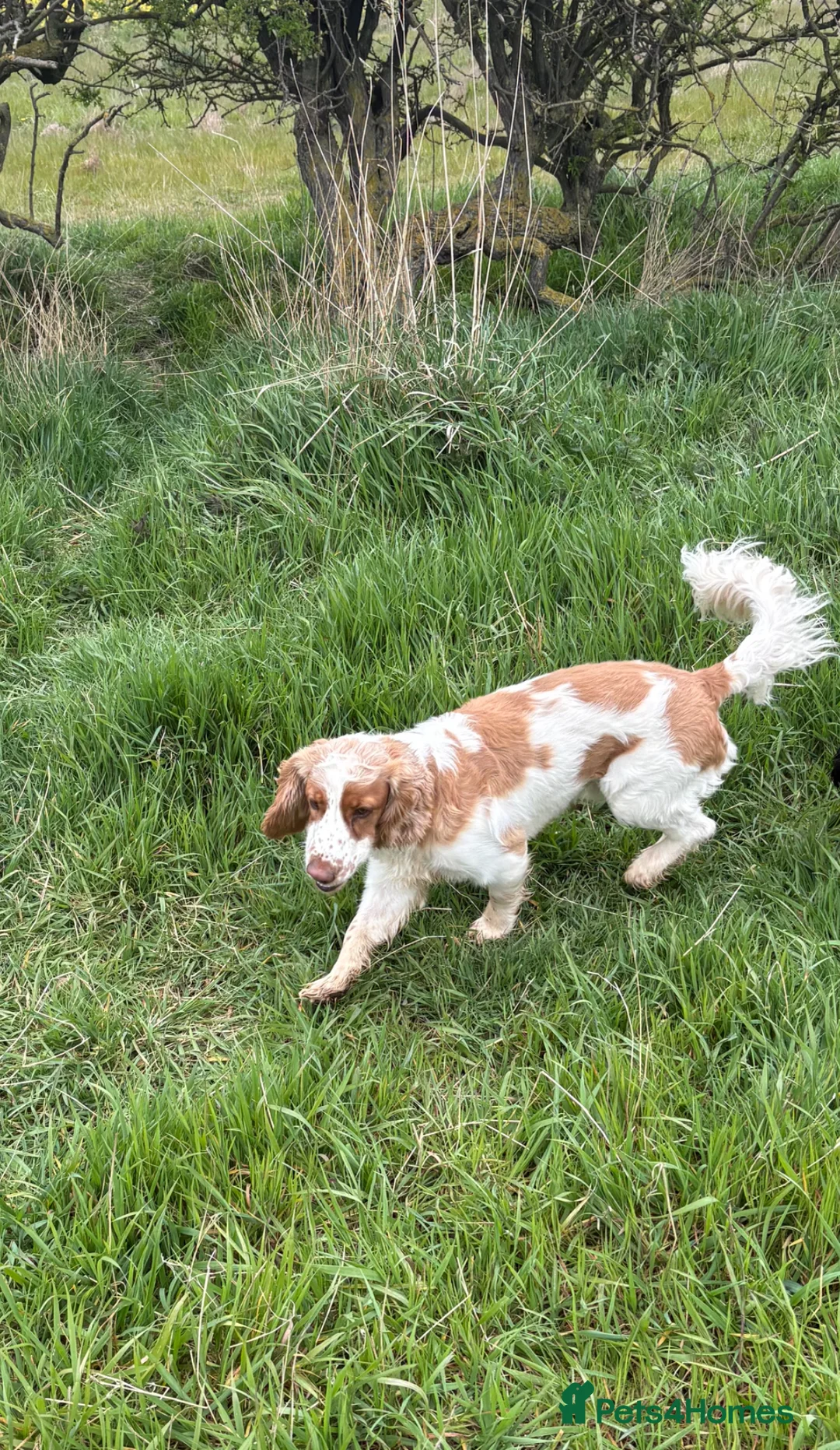 Cocker Spaniel dogs for sale: Orange and white cocker dog 2yr - Advert 1