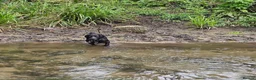 Cocker Spaniel dogs for stud: Cocker spaniel English - Advert 8