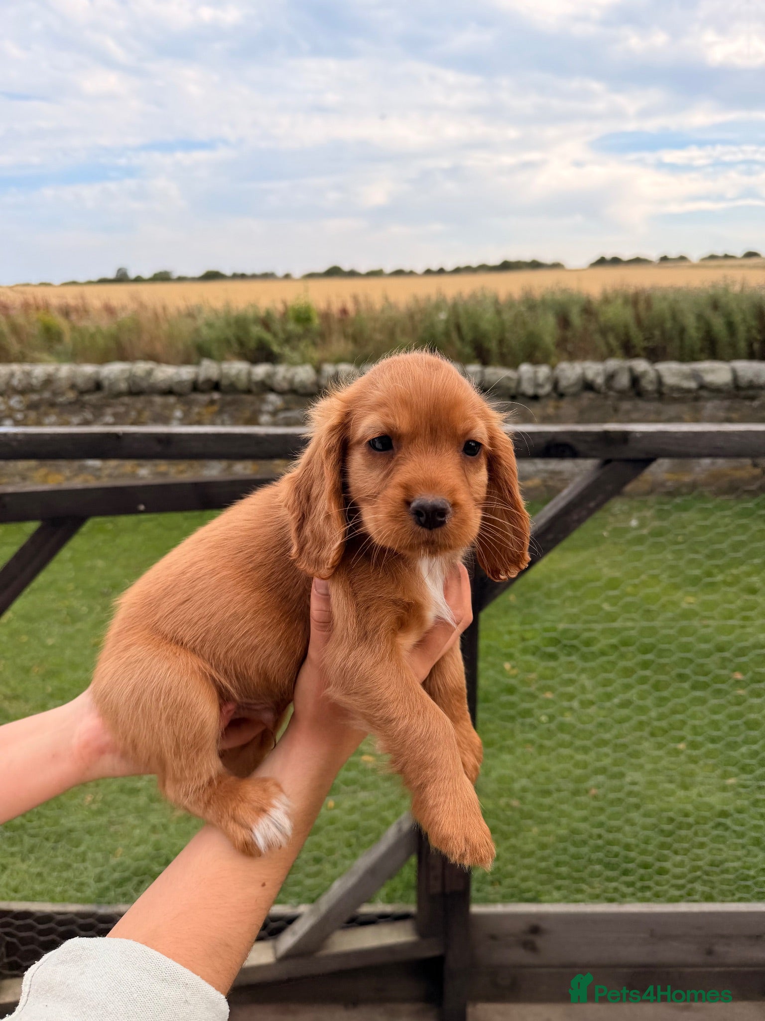 Cocker Spaniel dogs Adorable mischievous little bundles - Advert 7