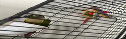 Conures birds for sale: Pineapple Conure/ Orange Sided Green Cheek Conure - Advert 2