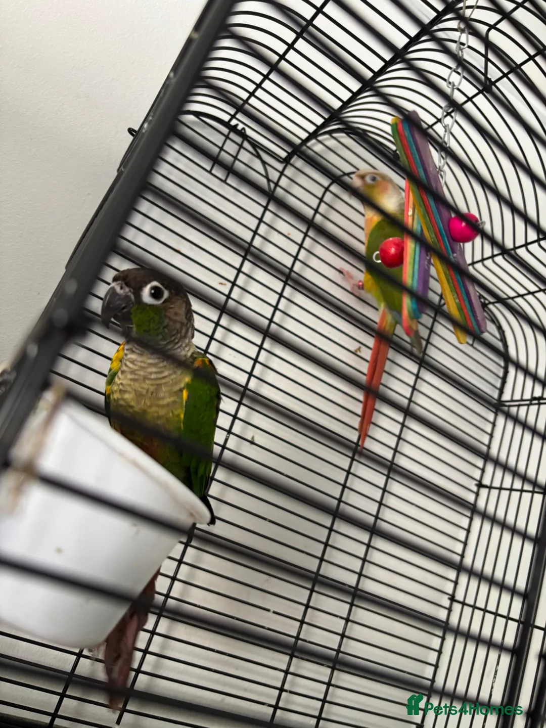 Conures birds for sale: Pineapple Conure/ Orange Sided Green Cheek Conure - Advert 2