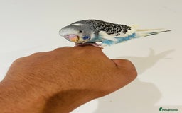 Budgerigars birds for sale: Hand reared budgies for sale  - Image 18
