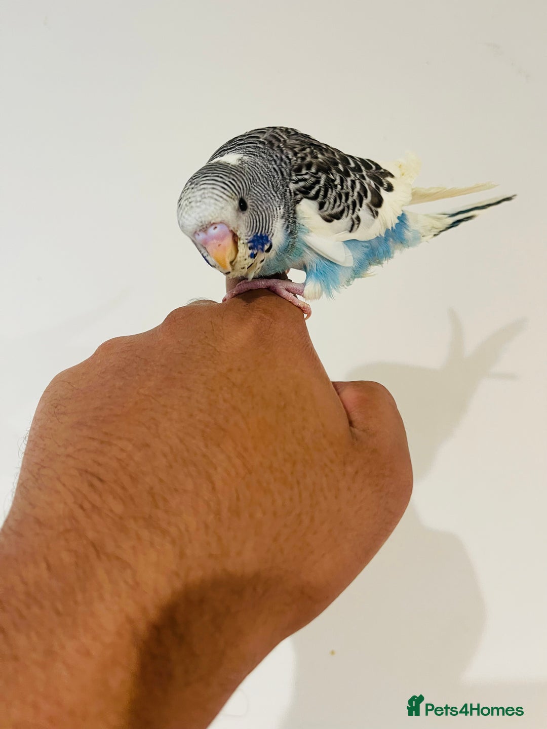 Budgerigars birds for sale: Hand reared budgies for sale  - Image 18