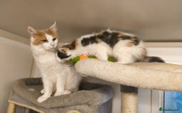 Maine Coon cats for sale: GCCF registered Maine Coon - Image 4