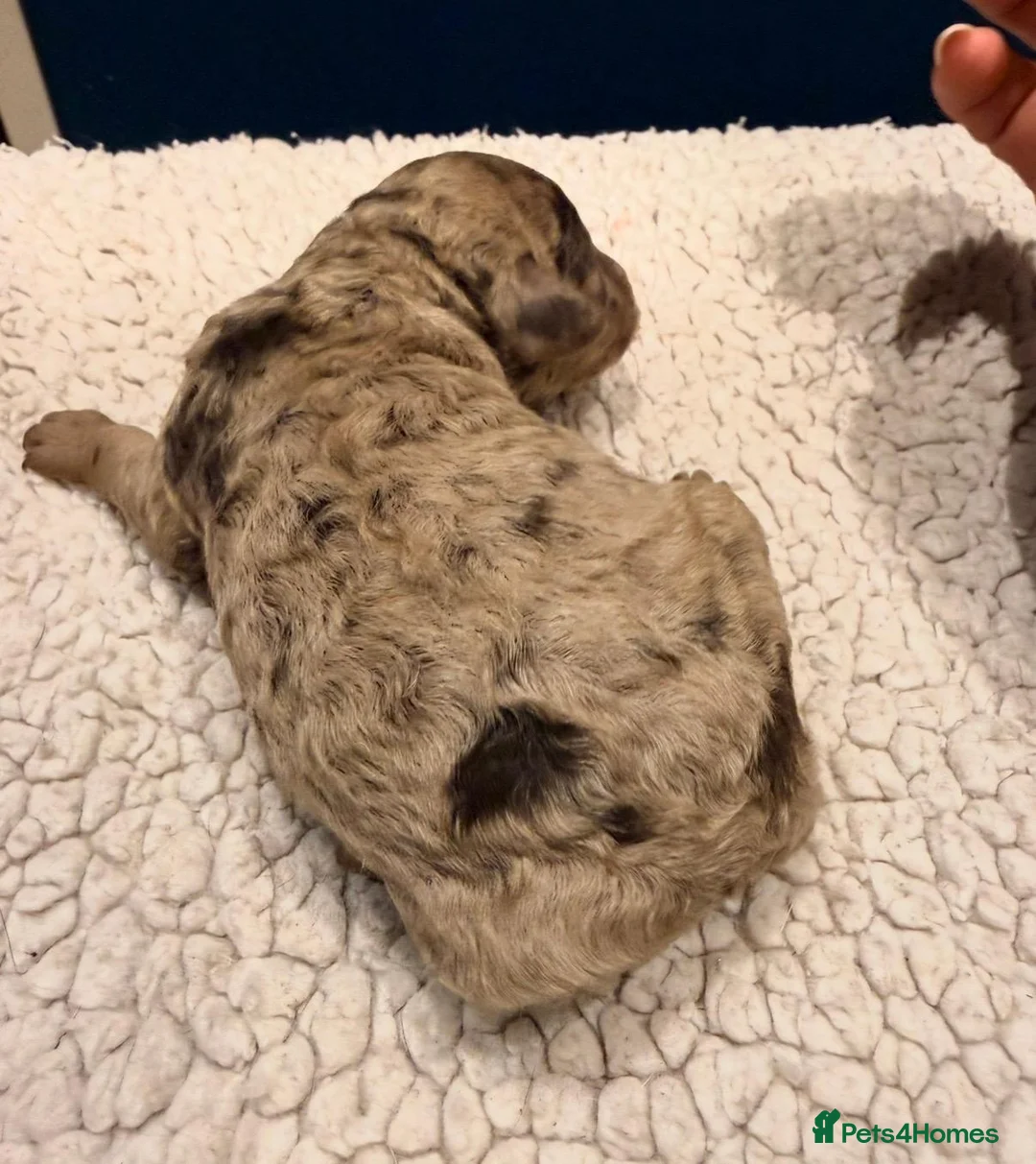 Miniature Poodle dogs for sale: 5 Gorgeous Minature poodle puppies - Advert 2