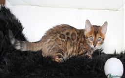 Bengal cats for sale: Beautiful Bengal kittens - Image 12