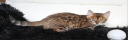 Bengal cats for sale: Beautiful Bengal kittens - Advert 10