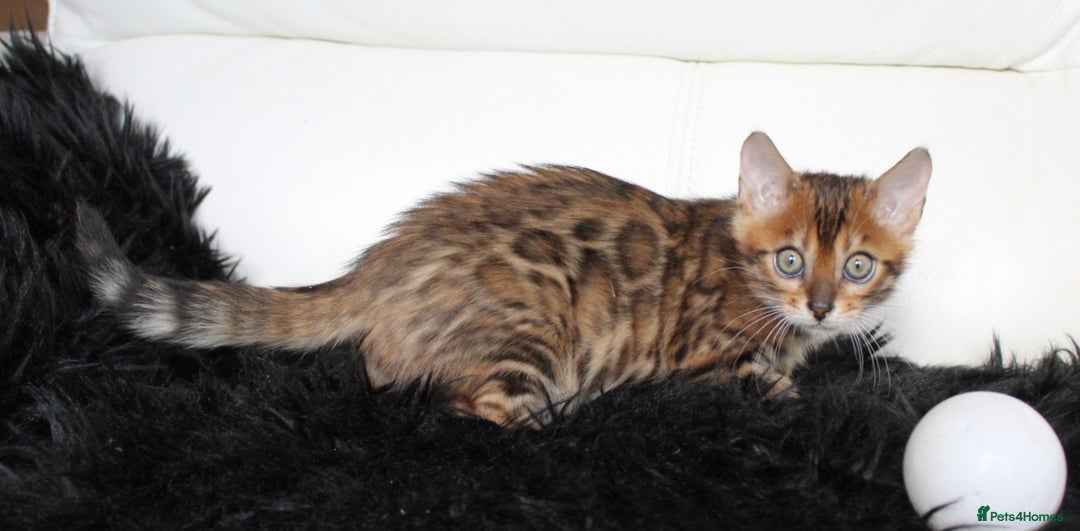 Bengal cats for sale: Beautiful Bengal kittens - Image 12