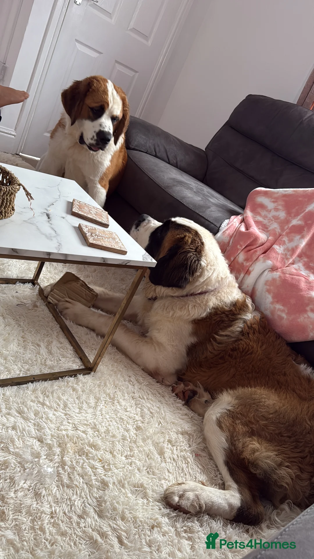 Saint Bernard dogs for sale: Boy & girl saint bernard  - Advert 2