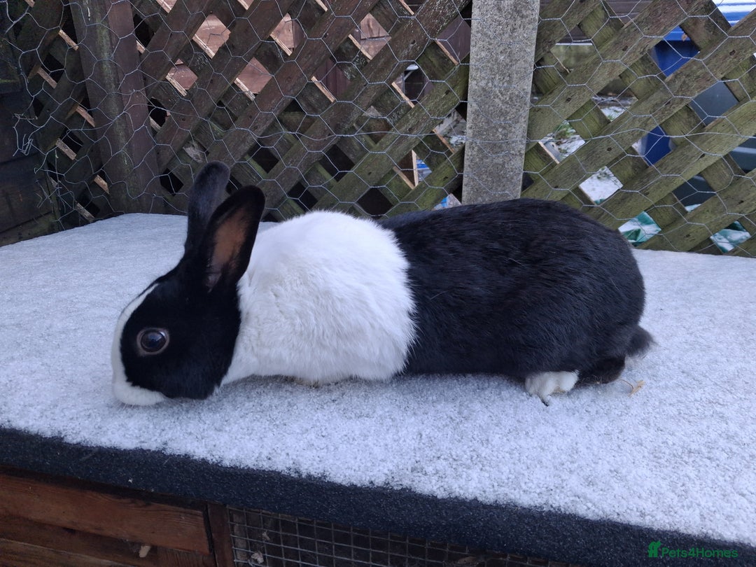 Dutch rabbits for sale: Dutch rabbits, pure bred for sale - Advert 6