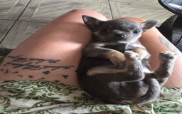 Chihuahua dogs for sale: Chihuahua blue boy - Image 11