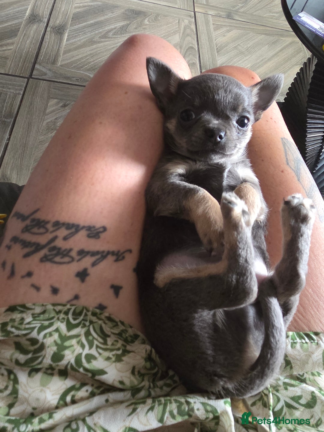 Chihuahua dogs for sale: Chihuahua blue boy - Image 11