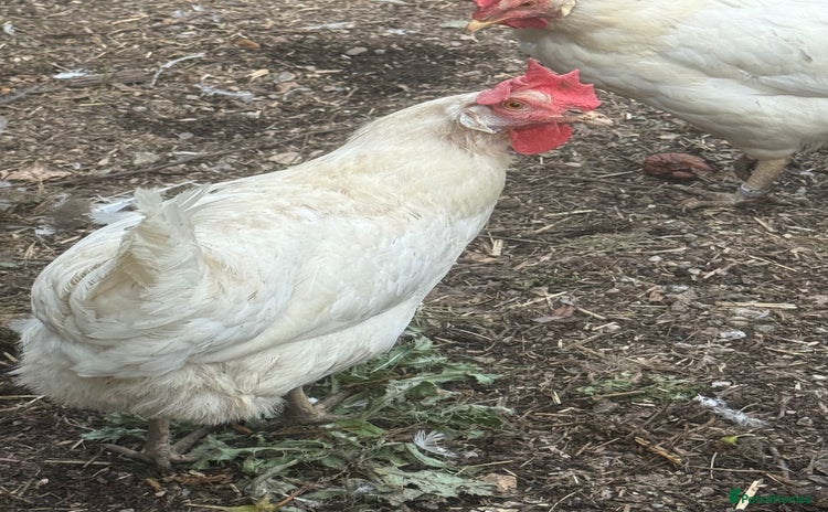 Chickens poultry - Advert 2