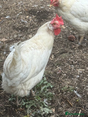 Chickens poultry - Advert 7