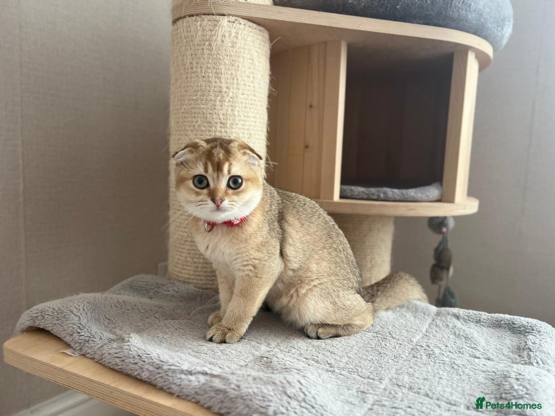 Scottish Fold cats for sale: Beautiful TICA Registered Scottish Girl Kittens - Image 10