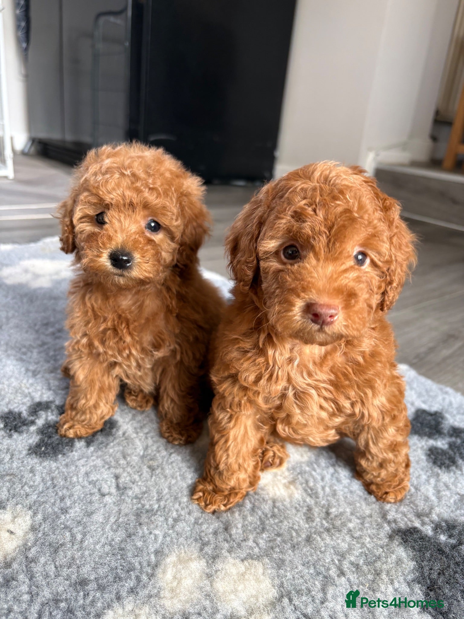 Cavapoo dogs Exceptional health tested Cavapoo puppies - Advert 2