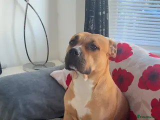 Mixed Breed dogs Seeking a Forever Heart for Our Sweet Girl - Advert 1