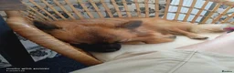 Pomchi dogs for sale: 18mth Red Fox Pomchi needs loving home - Advert 3