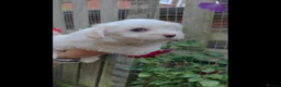 Coton De Tulear dogs for sale: Gorgeous Coton de Tulear puppies KC registered - Advert 14