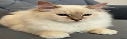 Ragdoll cats for sale: Registered Ragdoll Kittens - Advert 8
