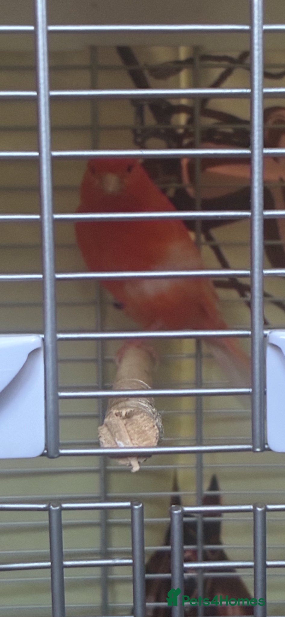 Canaries birds Canary  - Advert 4