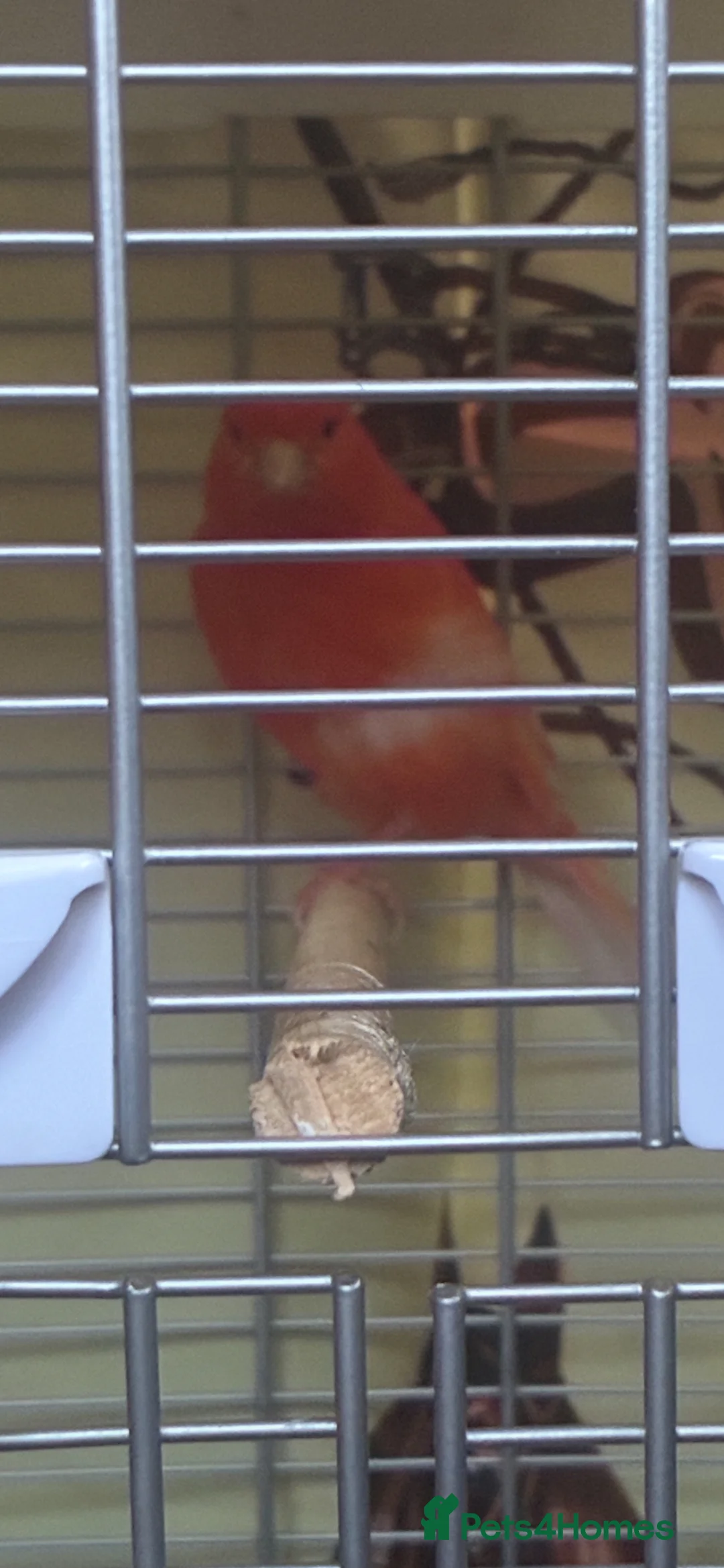 Canaries birds for sale: Canary  - Advert 1