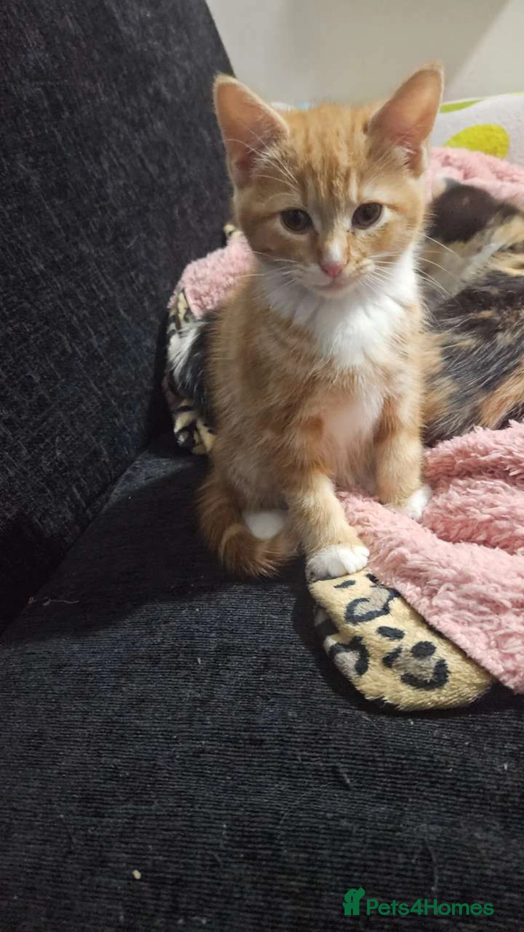 Mixed Breed cats for sale: Mixed breed - Advert 2