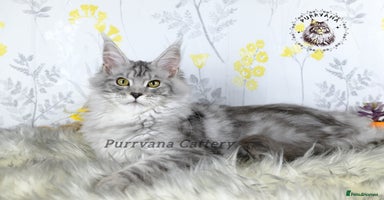 Maine Coon cats - Advert 13