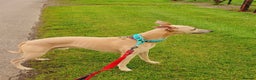 Whippet dogs for sale: Champion KC whippet puppies  - Advert 11