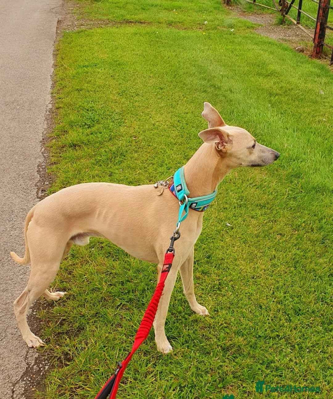 Whippet dogs for sale: READY NOW. Champion KC whippet pup LAST GIRL 💕  - Advert 12