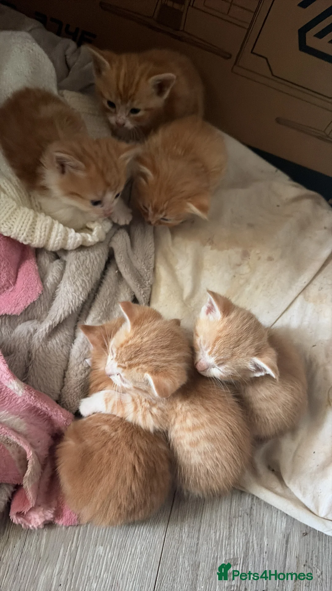 Mixed Breed cats for sale: Ginger and white kittens  - Advert 16