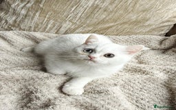 British Shorthair cats for sale: PURE BSH KITTENS  - Image 3