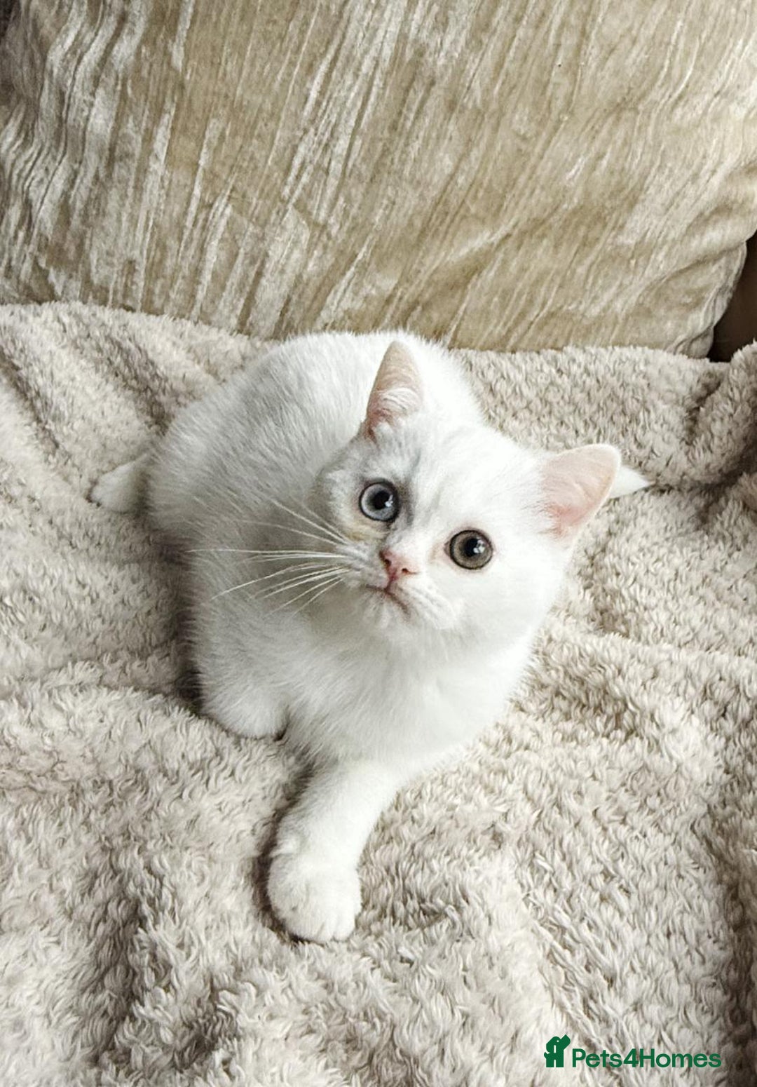 British Shorthair cats for sale: PURE BSH KITTENS  - Image 3