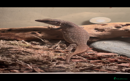 Monitor reptiles for sale: Baby Bosc Monitor  - Image 2