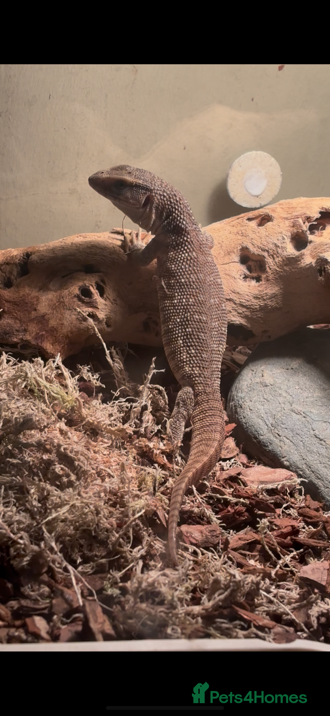 Monitor reptiles for sale: Baby Bosc Monitor  - Image 2