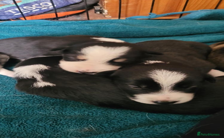 Border Collie dogs - Advert 2
