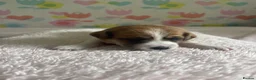 Jack Russell dogs for sale: Stunning traditional Jack Russell puppies - Advert 9