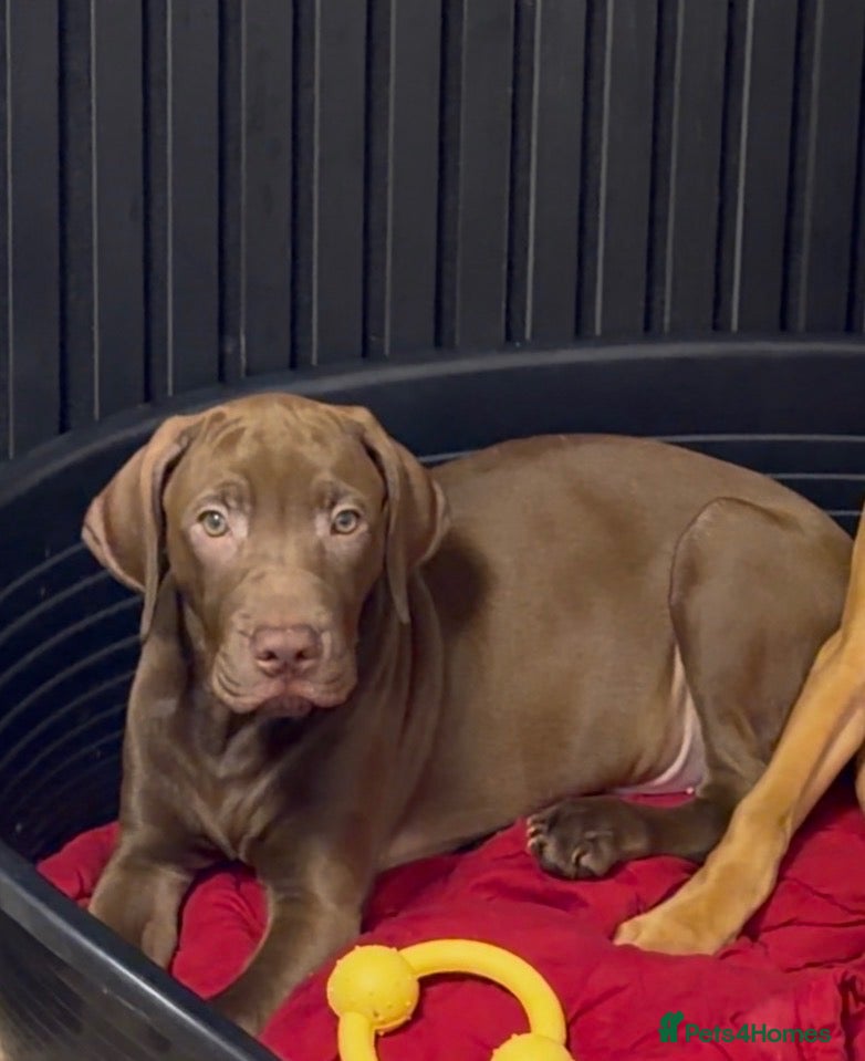 Mixed Breed dogs Cute puppy Oscar - Advert 2