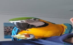 Budgerigars birds for sale: Baby Blue&Gold For Sale!  - Image 3