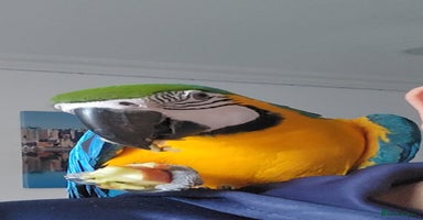 Budgerigars birds - Advert 3